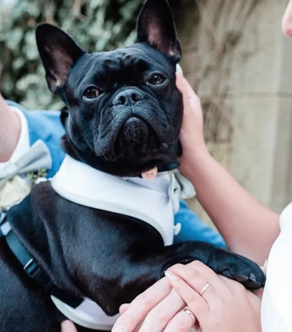 Lavender Frost Dog Bow Tie