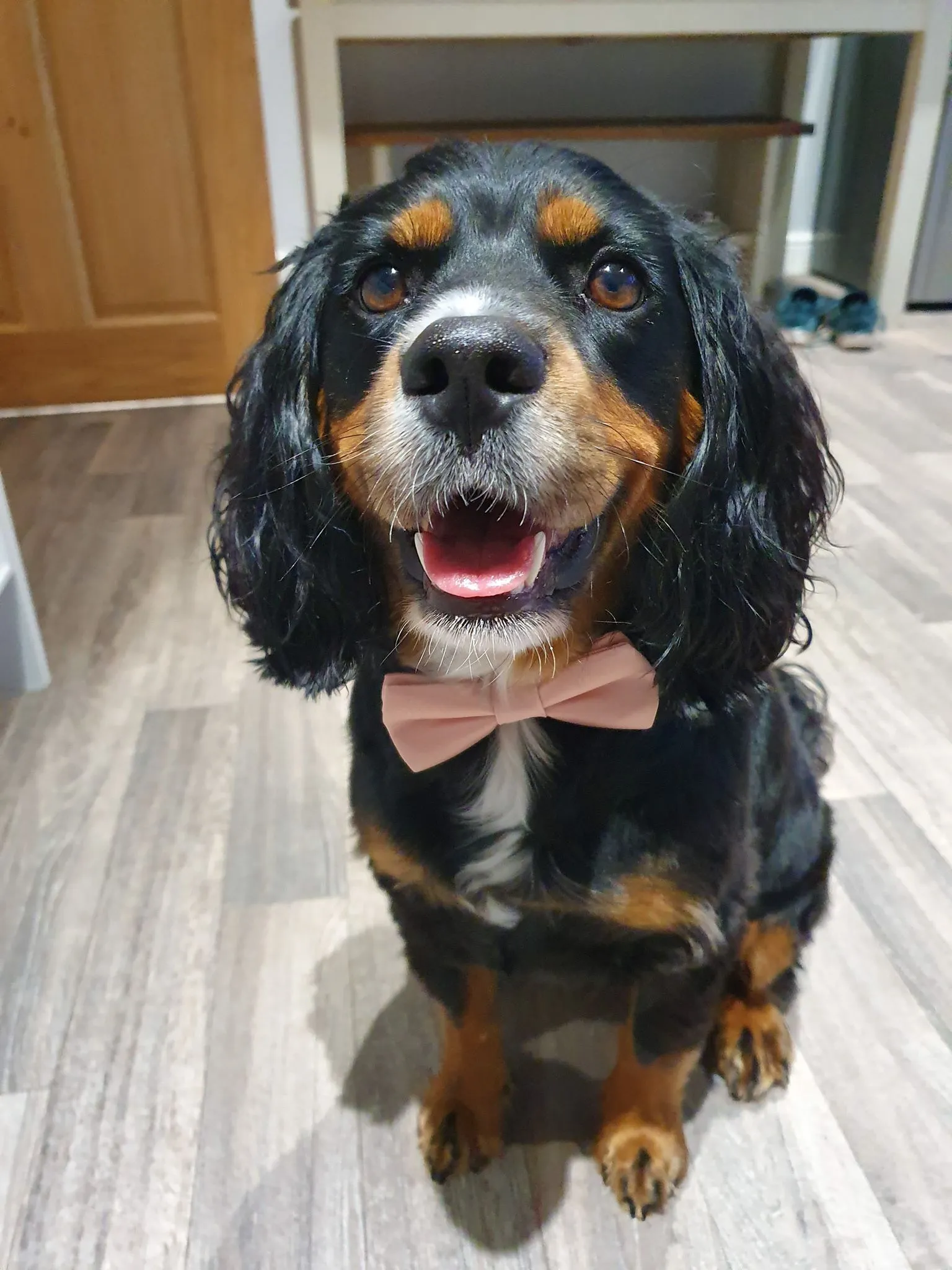 Lavender Frost Dog Bow Tie