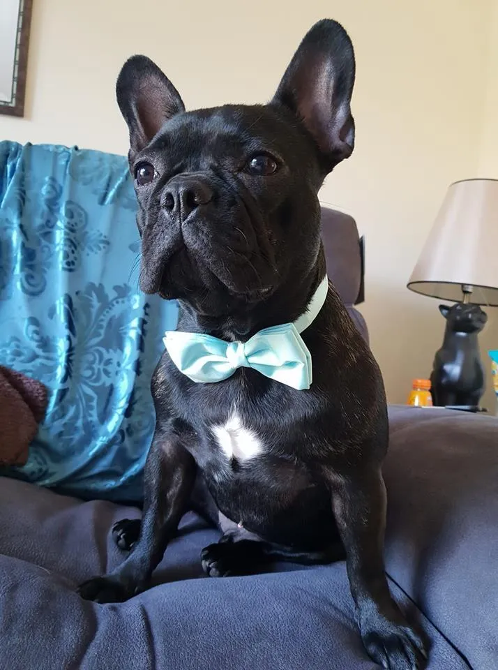 Lavender Frost Dog Bow Tie