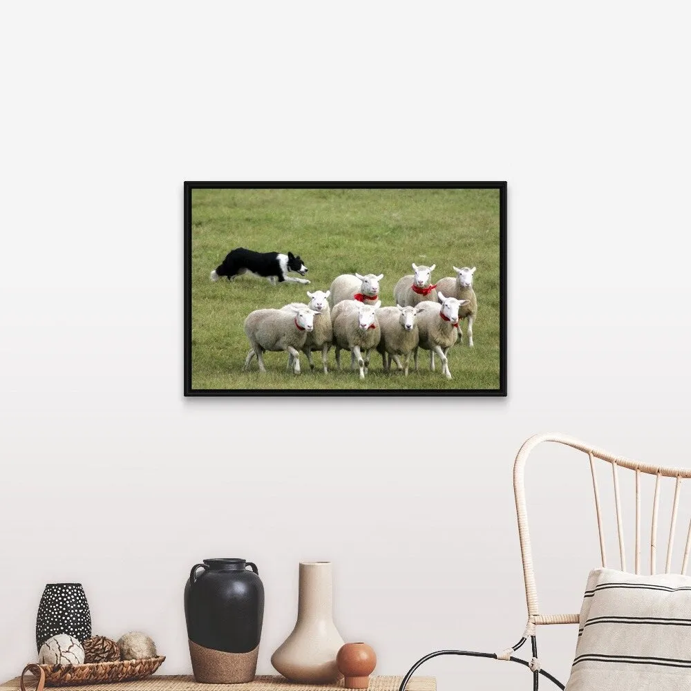 "Border Collie herding sheep" Black Float Frame Canvas Art