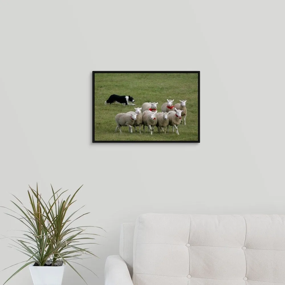"Border Collie herding sheep" Black Float Frame Canvas Art