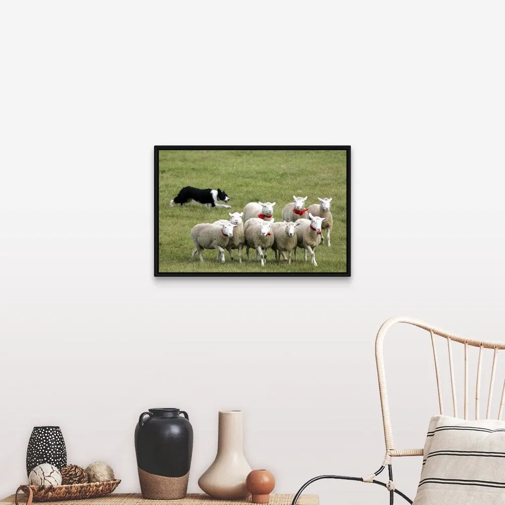 "Border Collie herding sheep" Black Float Frame Canvas Art