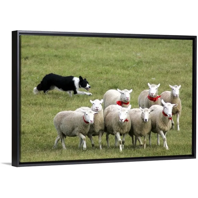 "Border Collie herding sheep" Black Float Frame Canvas Art