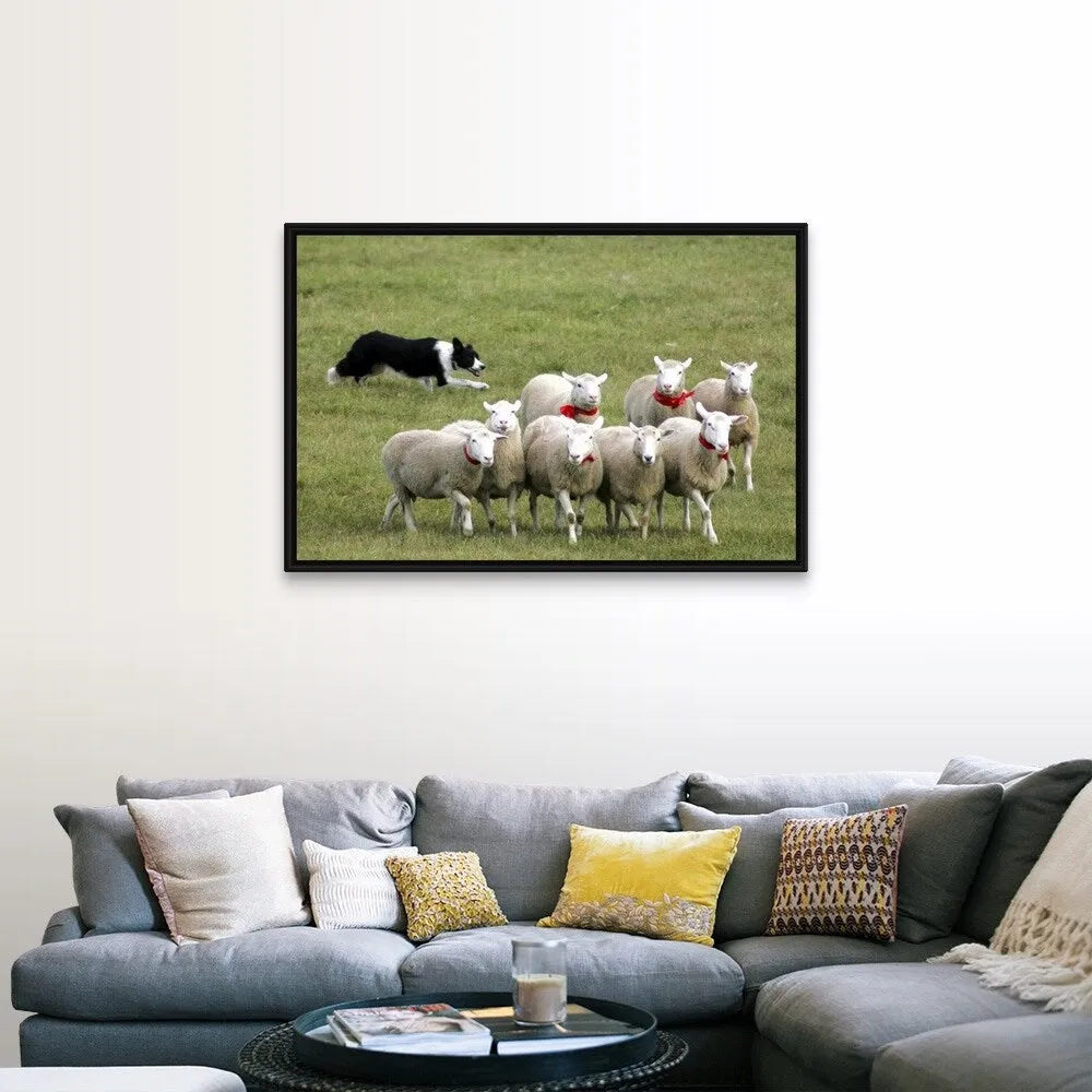 "Border Collie herding sheep" Black Float Frame Canvas Art
