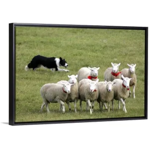 "Border Collie herding sheep" Black Float Frame Canvas Art