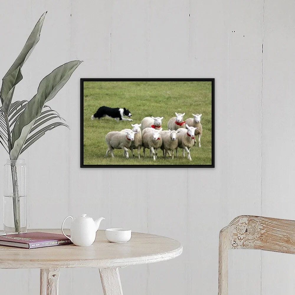 "Border Collie herding sheep" Black Float Frame Canvas Art