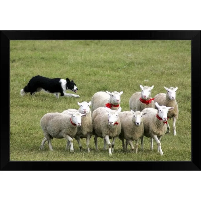 "Border Collie herding sheep" Black Framed Print
