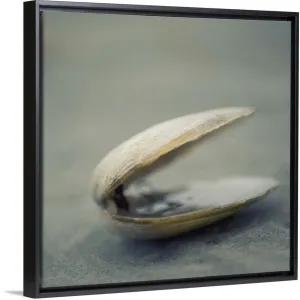 "Clam shell on beach." Black Float Frame Canvas Art