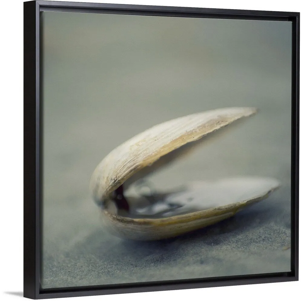 "Clam shell on beach." Black Float Frame Canvas Art